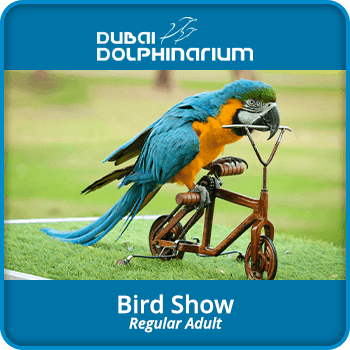 Dubai Dolphinarium Bird Show / Adult Global product image